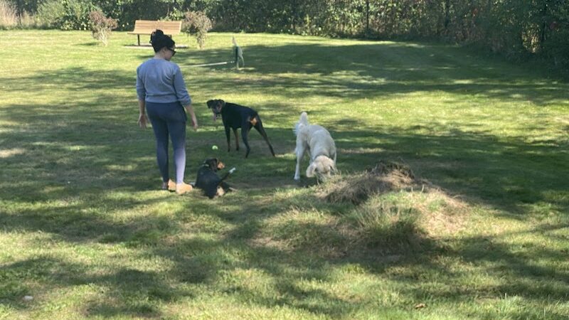 Goshen Dog Park - Goshen, NY