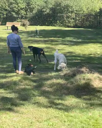 Goshen Dog Park - Goshen, NY