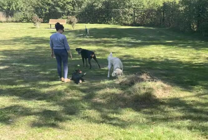Goshen Dog Park - Goshen, NY