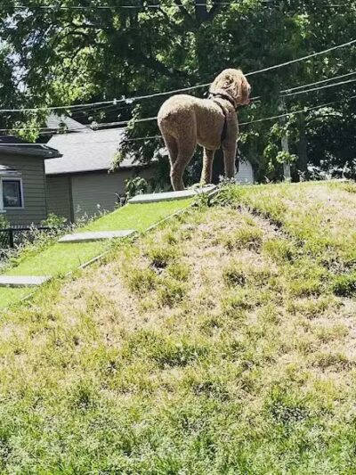 Sprocket Dog Park - Goshen,