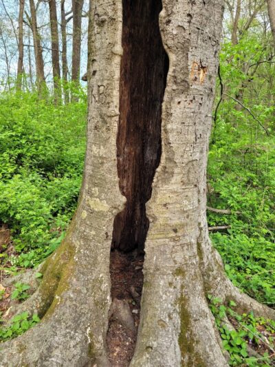 Flatwoods Park - Gosport, IN