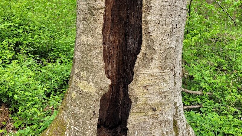 Flatwoods Park - Gosport, IN