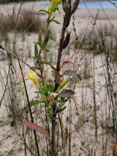 Scott Point Day Use Park - Gould City,