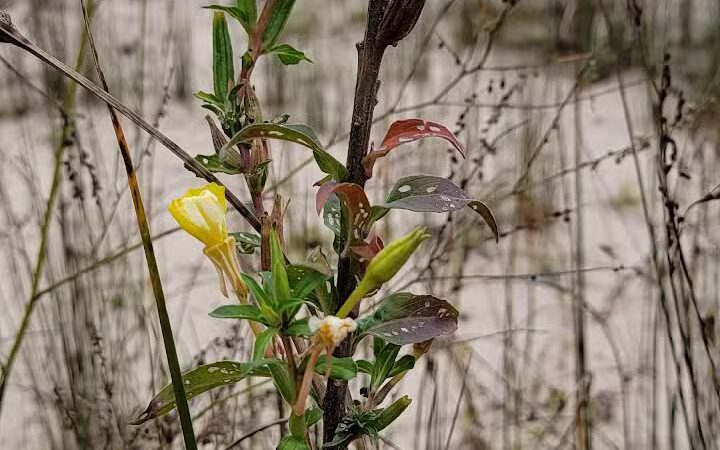 Scott Point Day Use Park - Gould City,