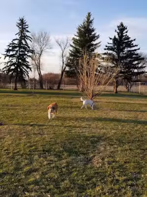 Happy Tails Bark Park - Grafton, ND