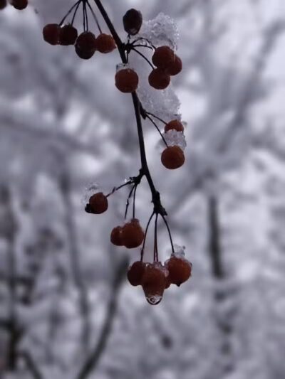 Grand Blanc Commons - Grand Blanc, MI