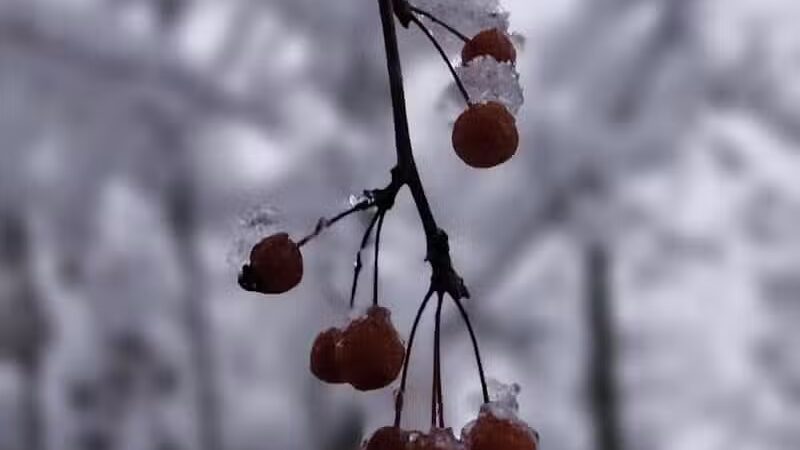 Grand Blanc Commons - Grand Blanc, MI