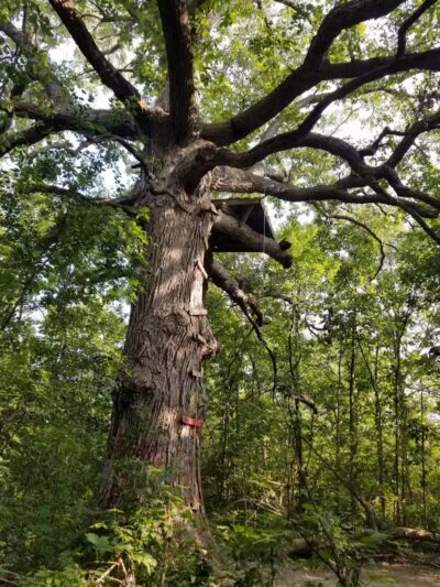 Grand Blanc Commons - Grand Blanc, MI