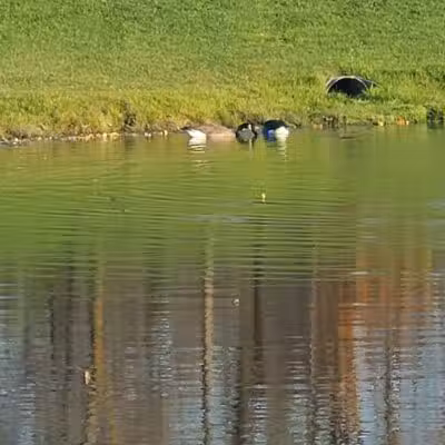 Grand Blanc Dog Park - Grand Blanc, MI