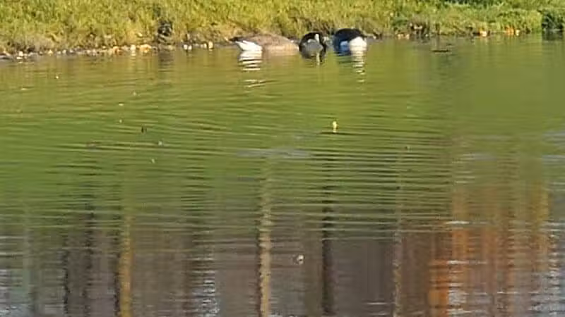 Grand Blanc Dog Park - Grand Blanc, MI