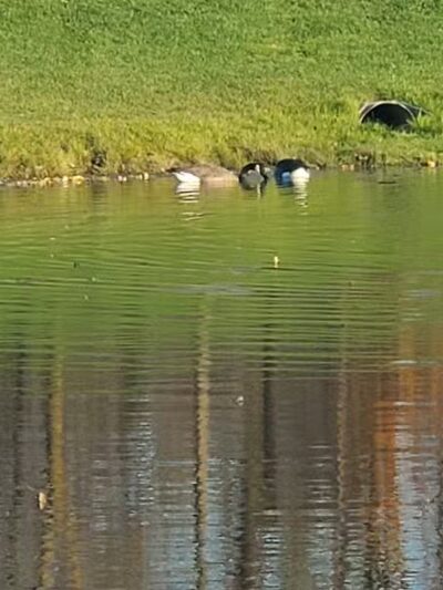 Grand Blanc Dog Park - Grand Blanc, MI