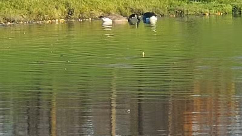 Grand Blanc Dog Park - Grand Blanc, MI