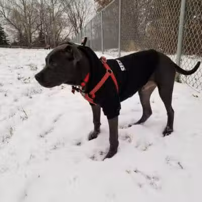 Grand Blanc Dog Park - Grand Blanc, MI