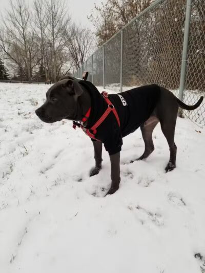 Grand Blanc Dog Park - Grand Blanc, MI