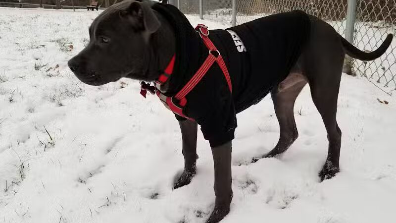 Grand Blanc Dog Park - Grand Blanc, MI