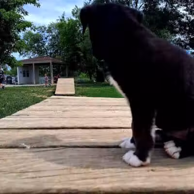 Grand Blanc Dog Park - Grand Blanc, MI