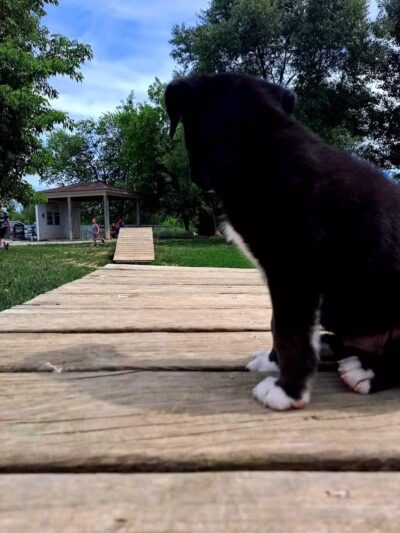 Grand Blanc Dog Park - Grand Blanc, MI