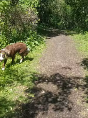 Grand Blanc Commons - Grand Blanc, MI