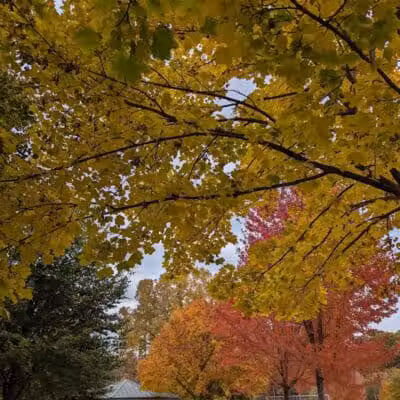 Rust Park - Grand Blanc, MI