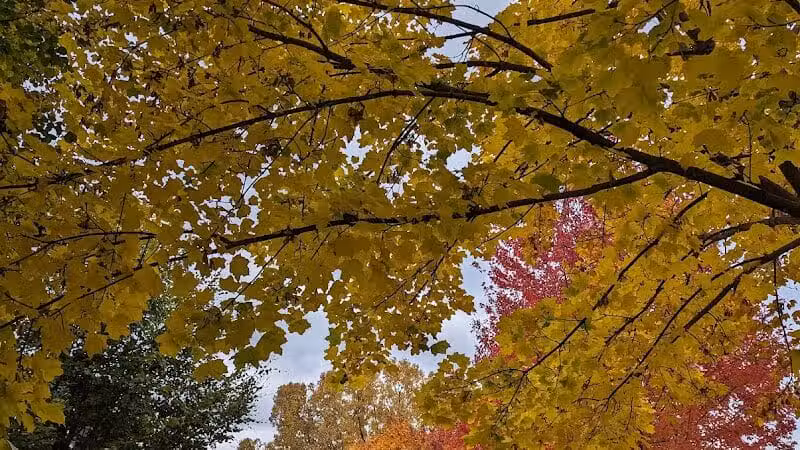 Rust Park - Grand Blanc, MI