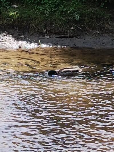 Rust Park - Grand Blanc, MI