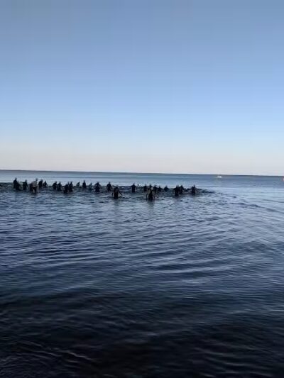 Grand Haven Dog Beach - Grand Haven,