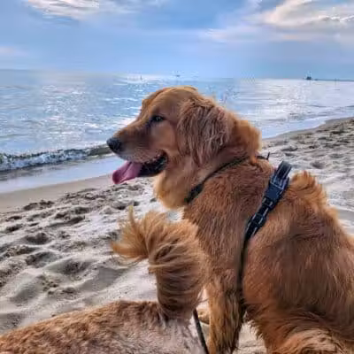 Grand Haven Dog Beach - Grand Haven,