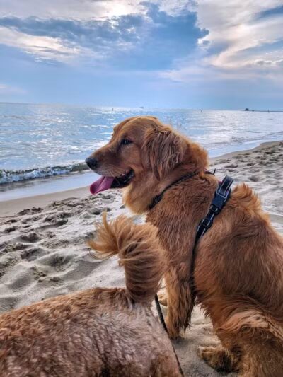 Grand Haven Dog Beach - Grand Haven,