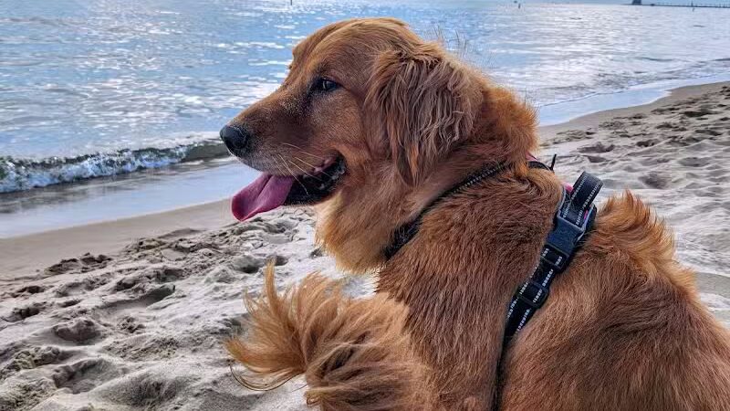 Grand Haven Dog Beach - Grand Haven,