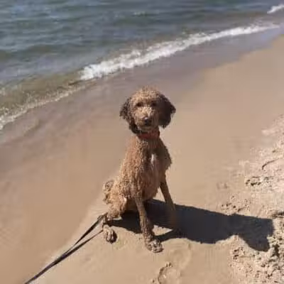 Grand Haven Dog Beach - Grand Haven,