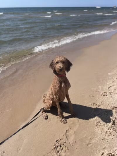 Grand Haven Dog Beach - Grand Haven,
