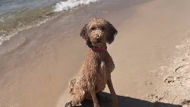 Grand Haven Dog Beach - Grand Haven,