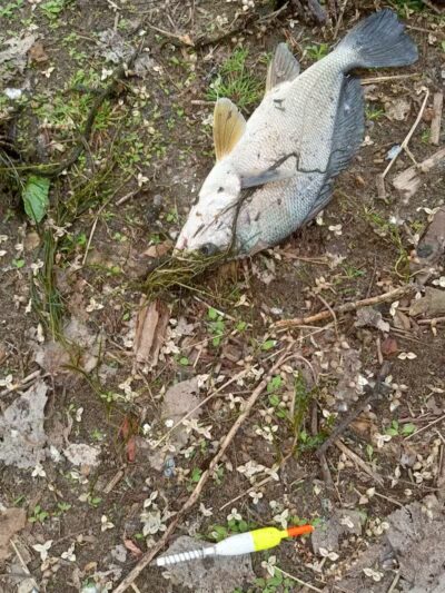 Grand Haven Dog Park - Grand Haven, MI