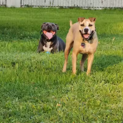 Grand Haven Dog Park - Grand Haven, MI