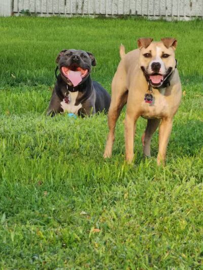 Grand Haven Dog Park - Grand Haven, MI