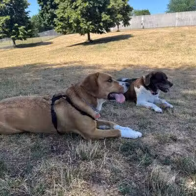 Grand Haven Dog Park - Grand Haven, MI