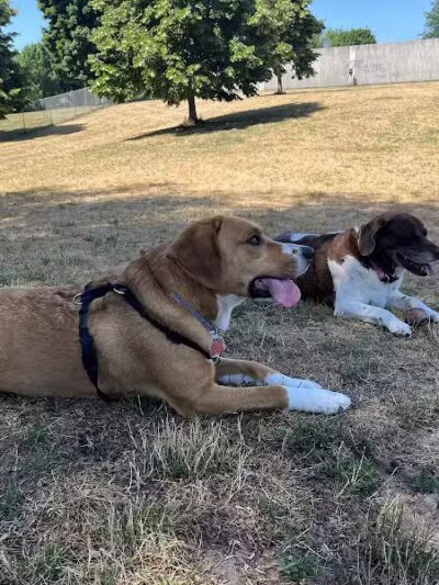 Grand Haven Dog Park - Grand Haven, MI