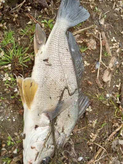 Grand Haven Dog Park - Grand Haven, MI