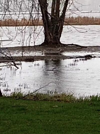 Grand Haven Dog Park - Grand Haven, MI