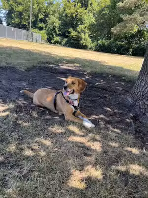 Grand Haven Dog Park - Grand Haven, MI
