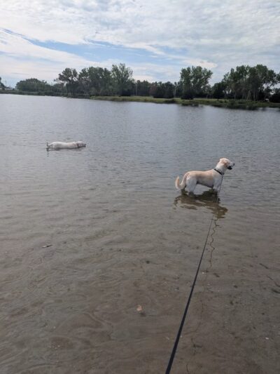 Dog Island - Grand Island, NE