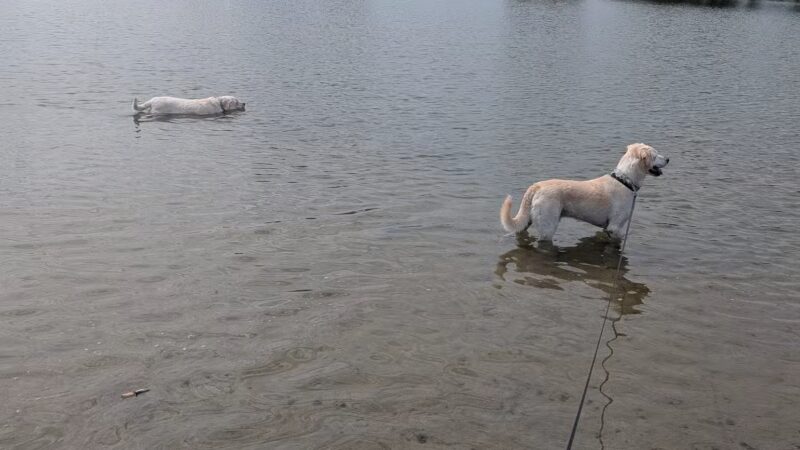 Dog Island - Grand Island, NE