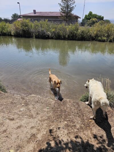 Canyon View Dog Park - Grand Junction, CO
