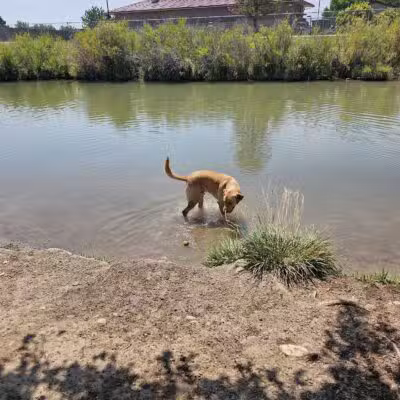 Canyon View Dog Park - Grand Junction, CO