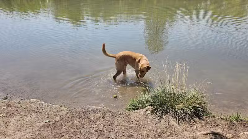 Canyon View Dog Park - Grand Junction, CO