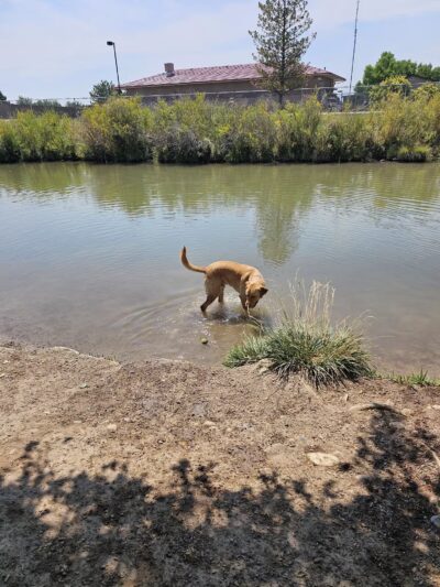 Canyon View Dog Park - Grand Junction, CO