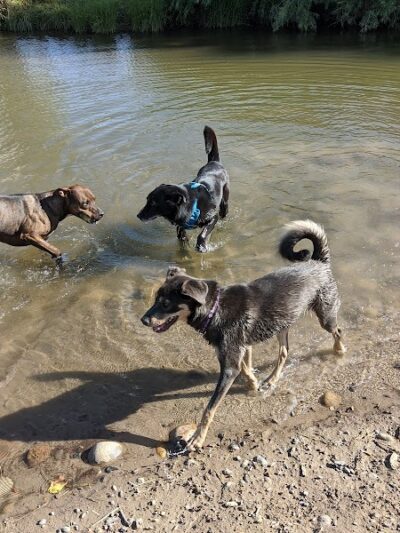 Canyon View Dog Park - Grand Junction, CO