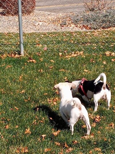 Canyon View Dog Park - Grand Junction, CO