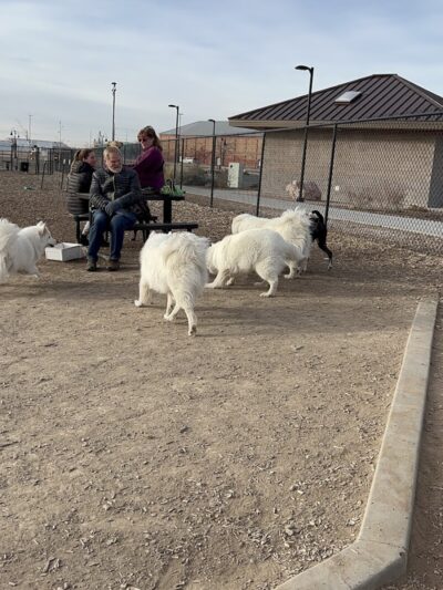 Las Colonias Dog Park - Grand Junction, CO