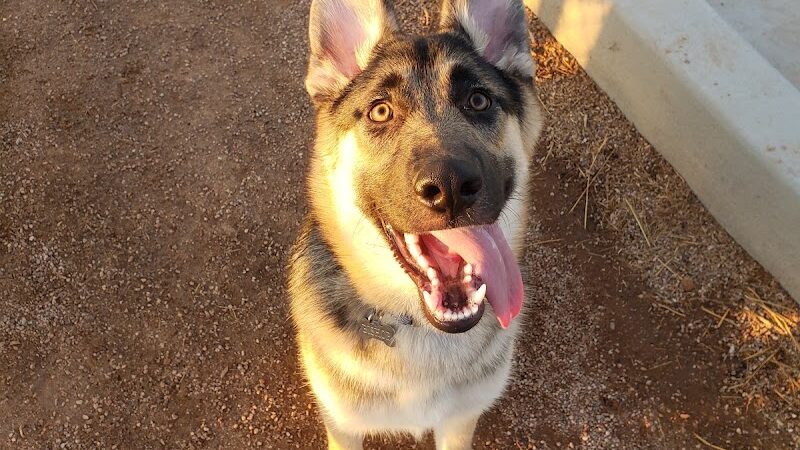 Las Colonias Dog Park - Grand Junction, CO